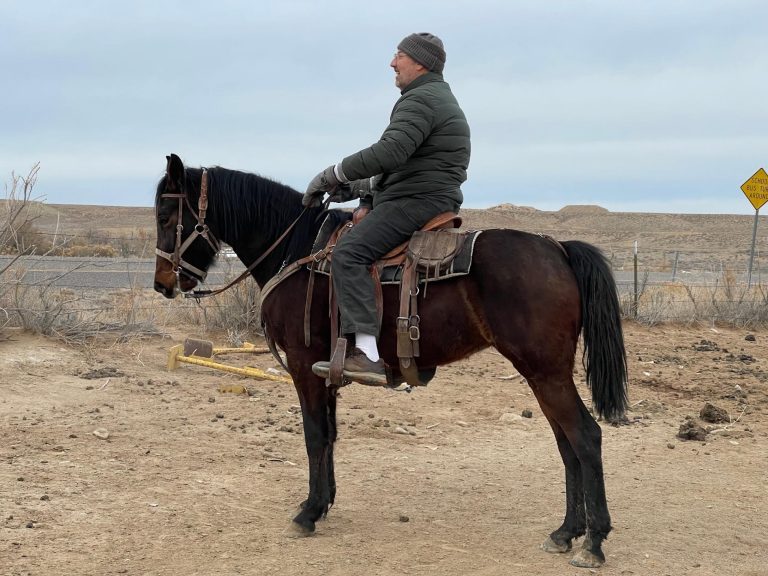 Horse Directory - Zion's Gait Curlies
